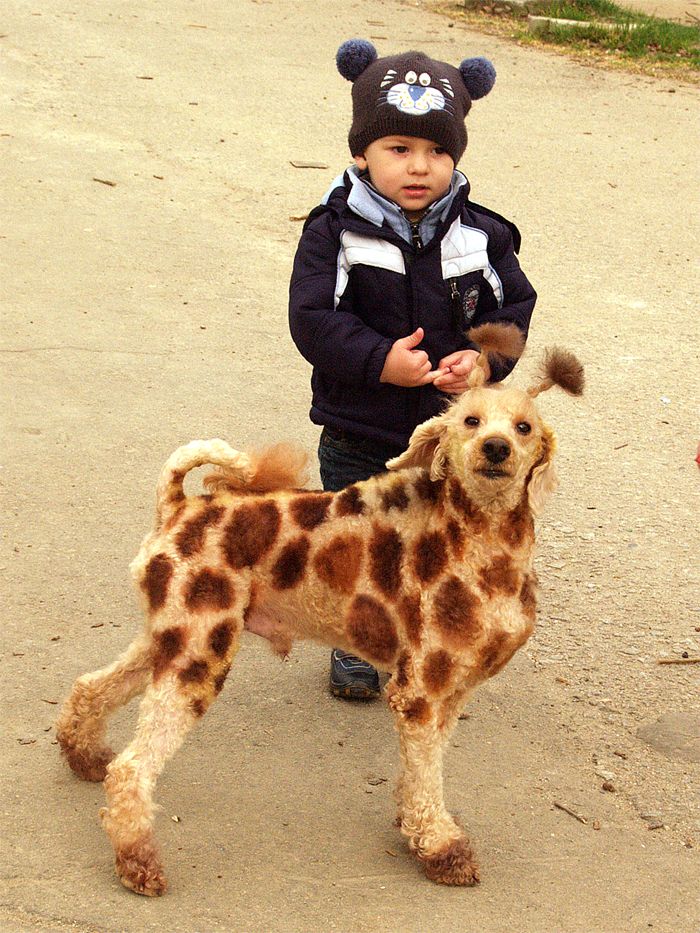 giraffe poodle