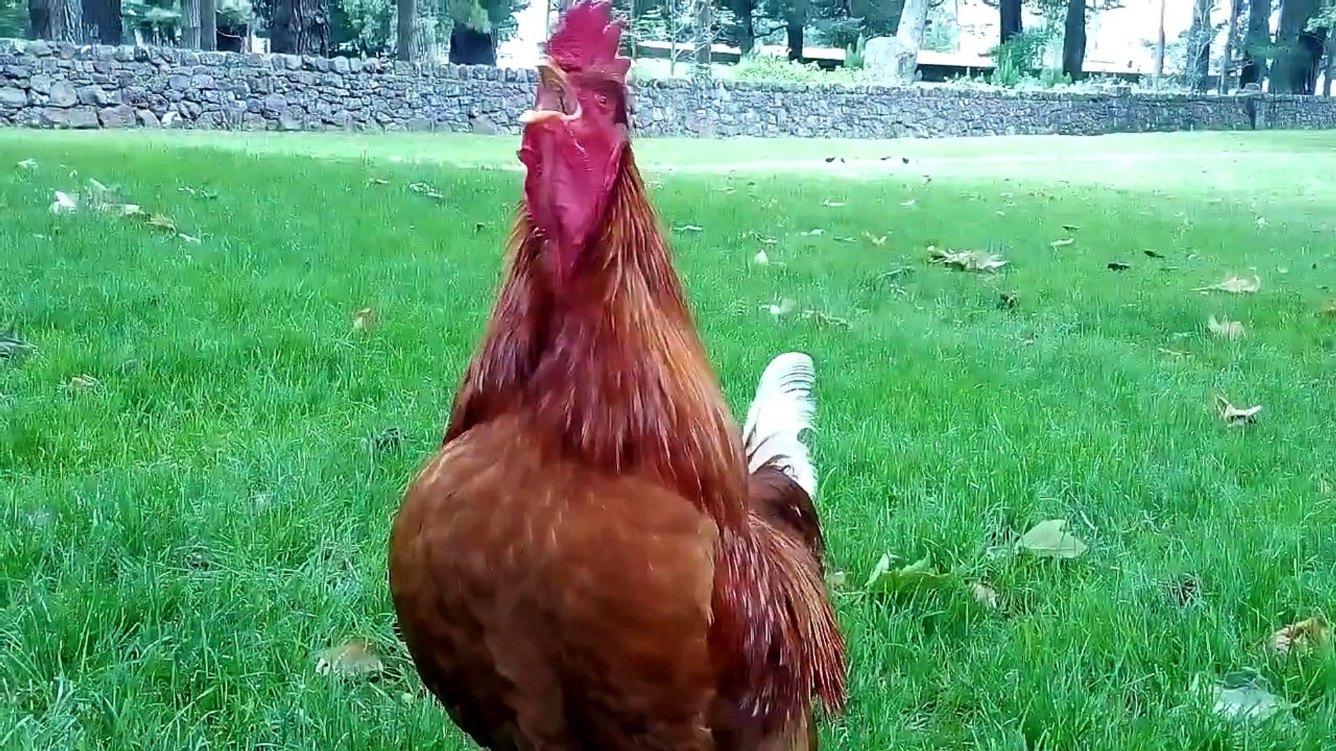 rooster sound effect