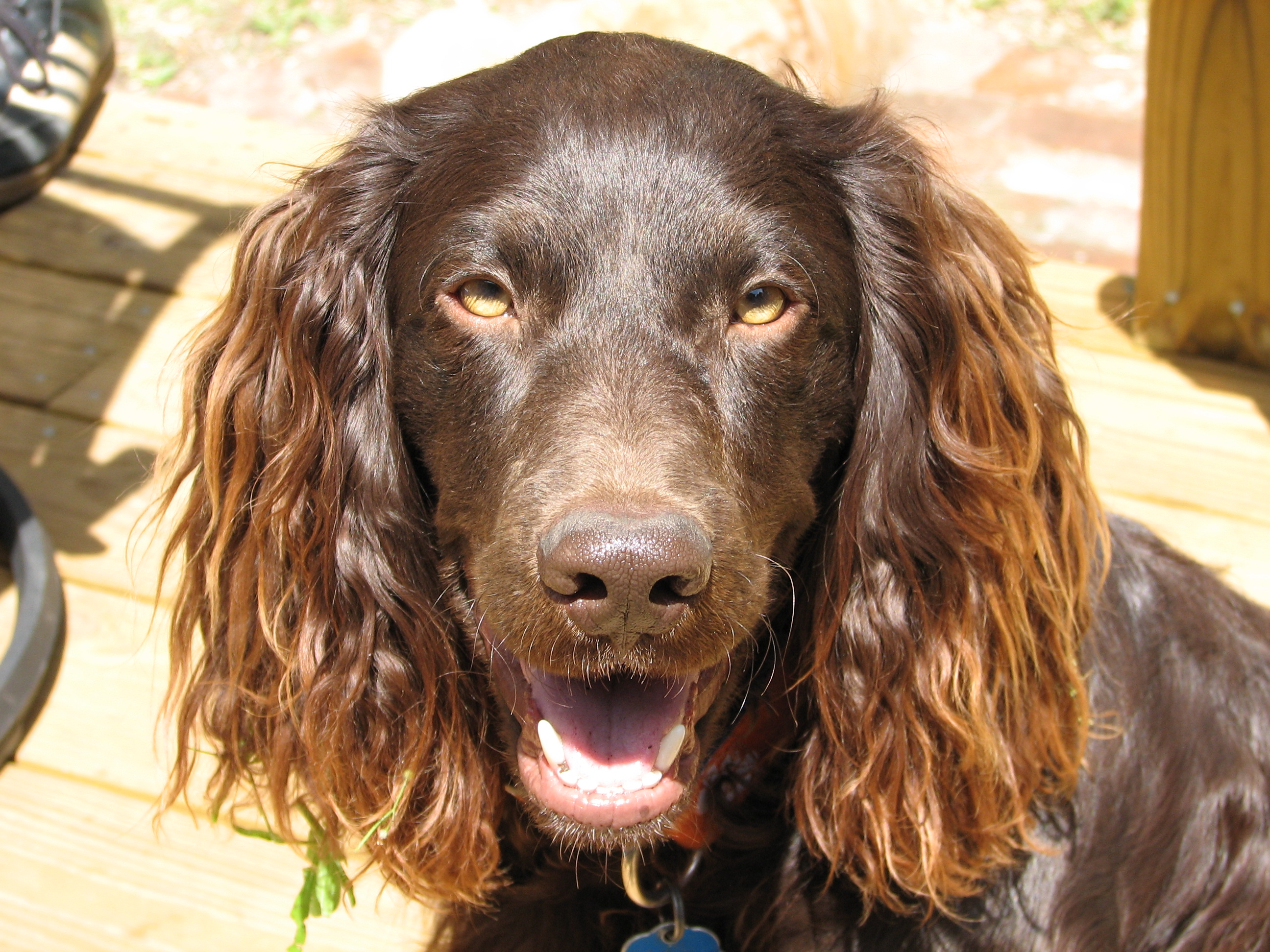 boykin spaniel pictures