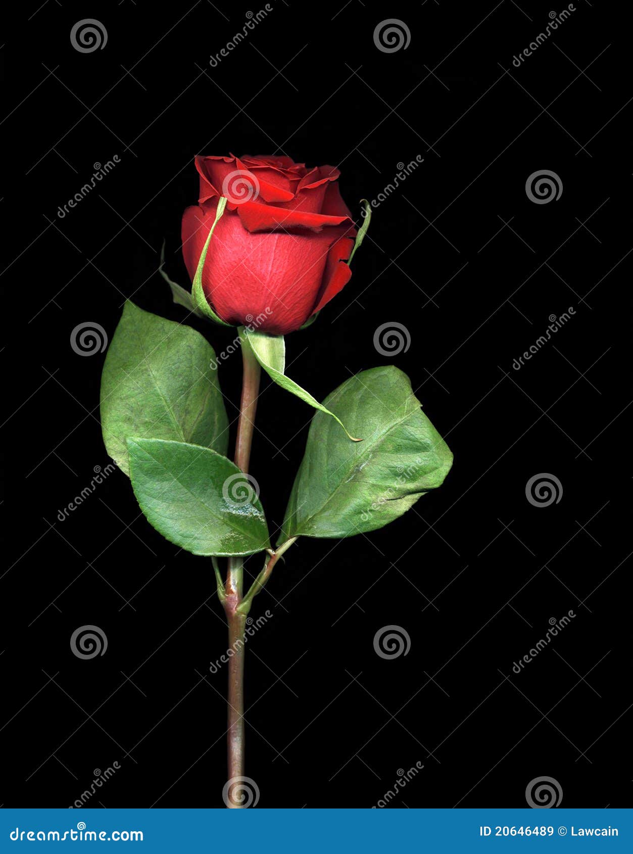 single red rose image