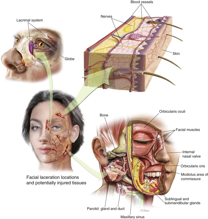 laceration of the face icd 10