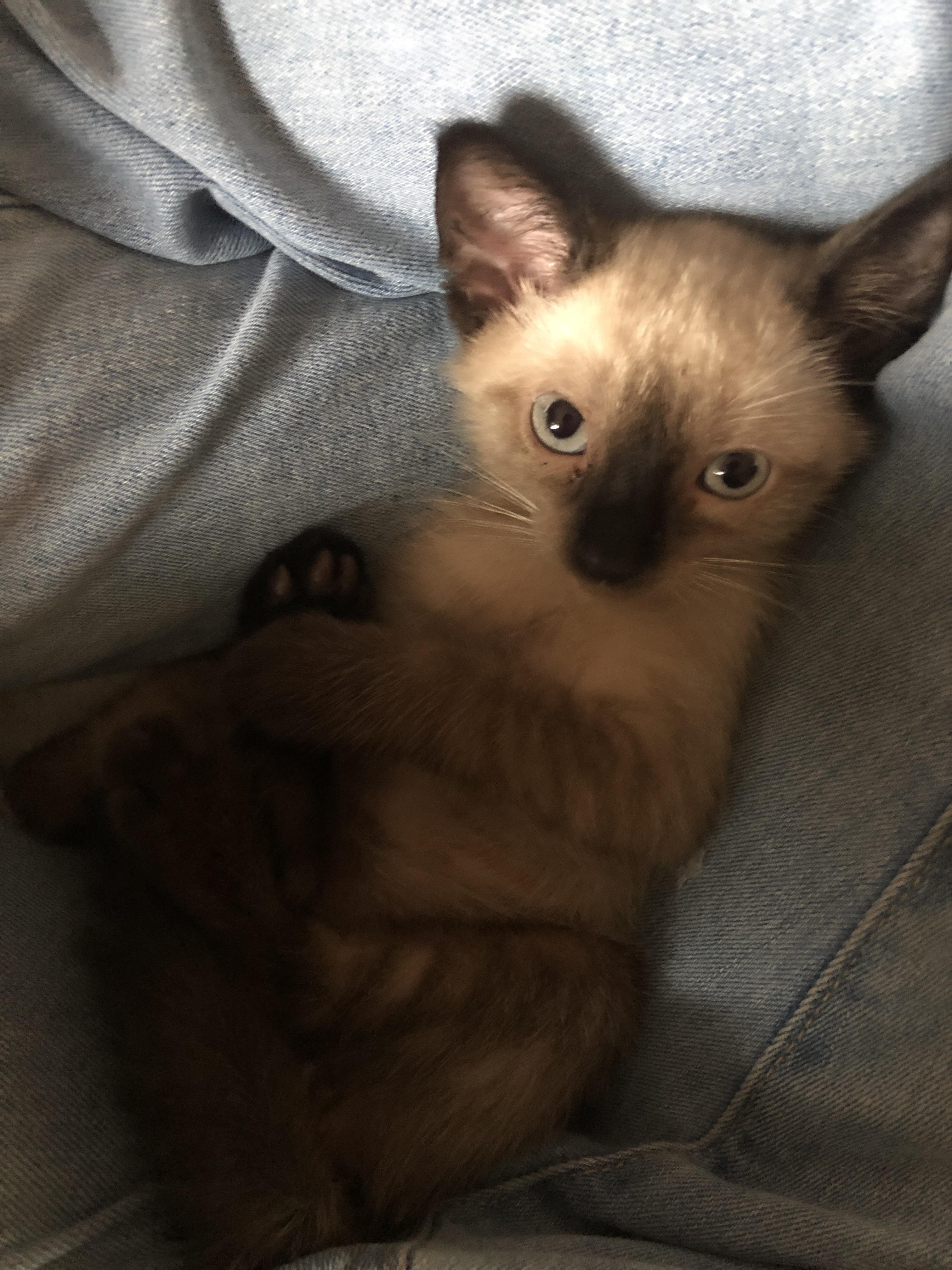 brown siamese kitten