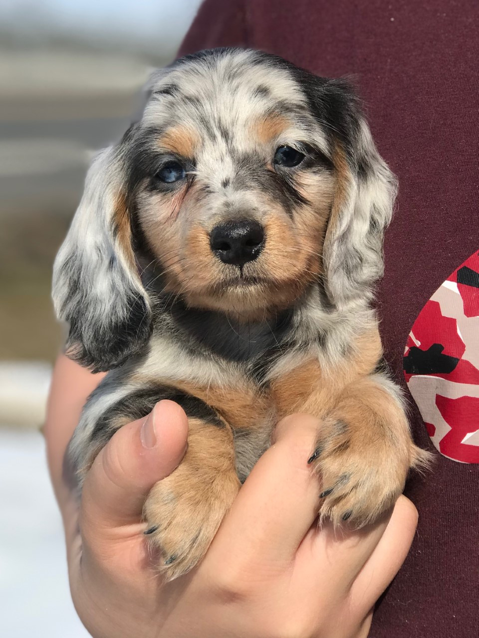 long haired dachshund for sale