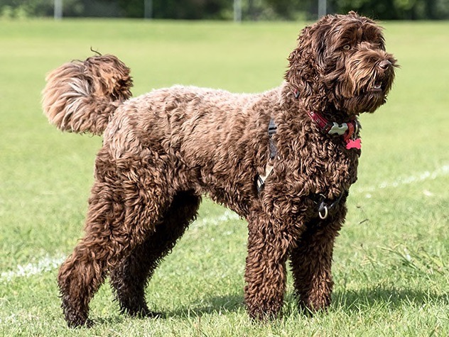 pictures of labradoodles