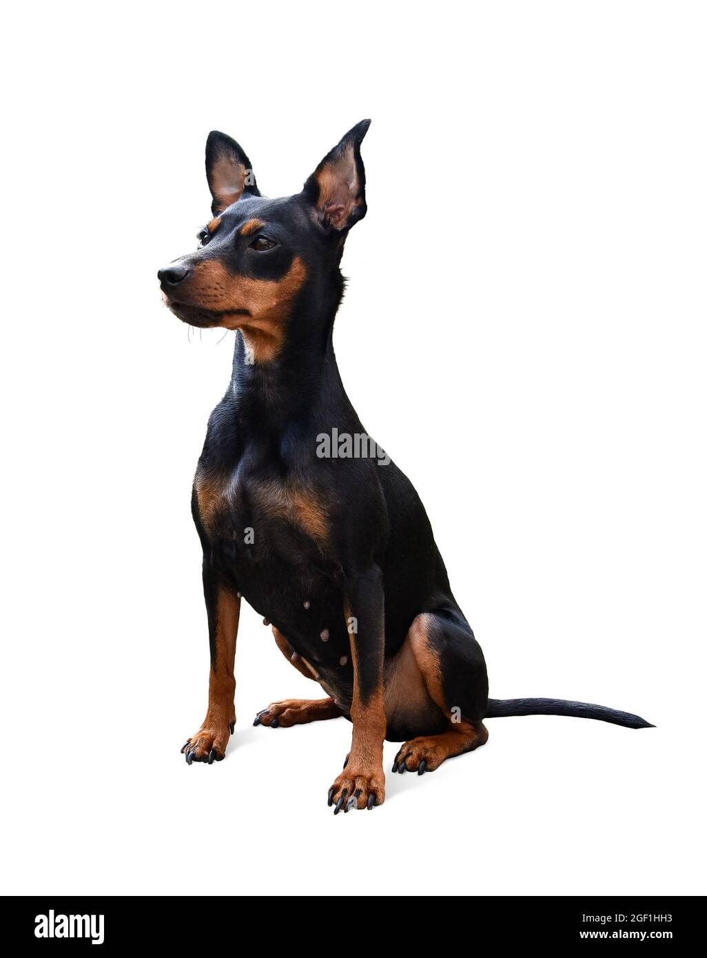 chihuahua color doberman