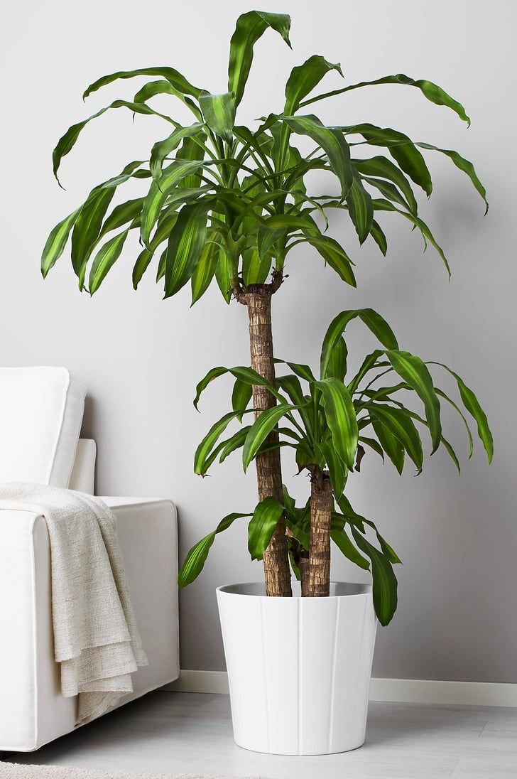 ikea indoor plants