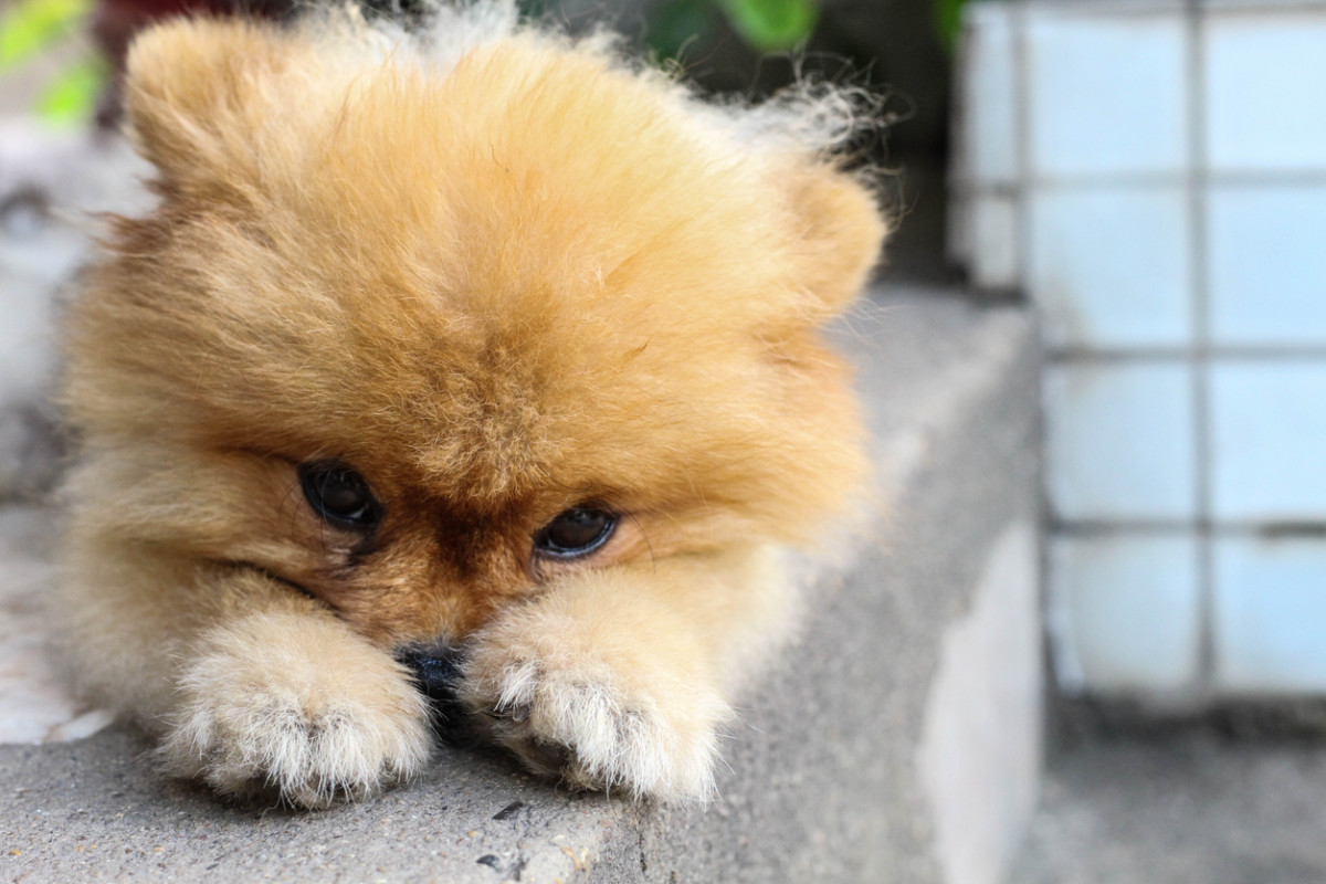 teacup small fluffy dogs