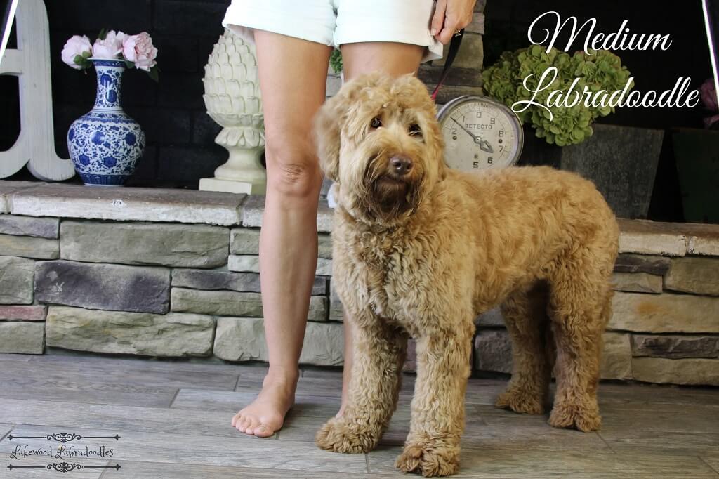 medium labradoodle size