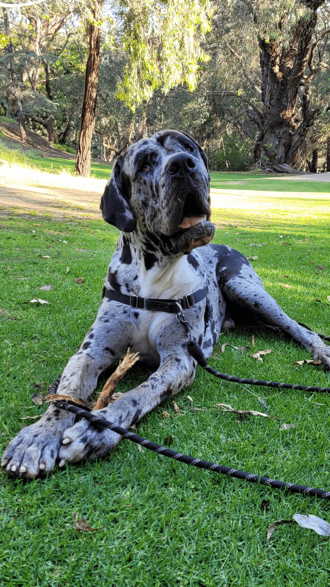 dane mastiff