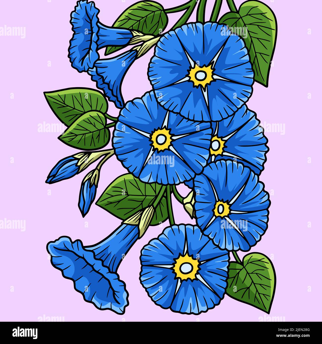 morning glory flower drawing