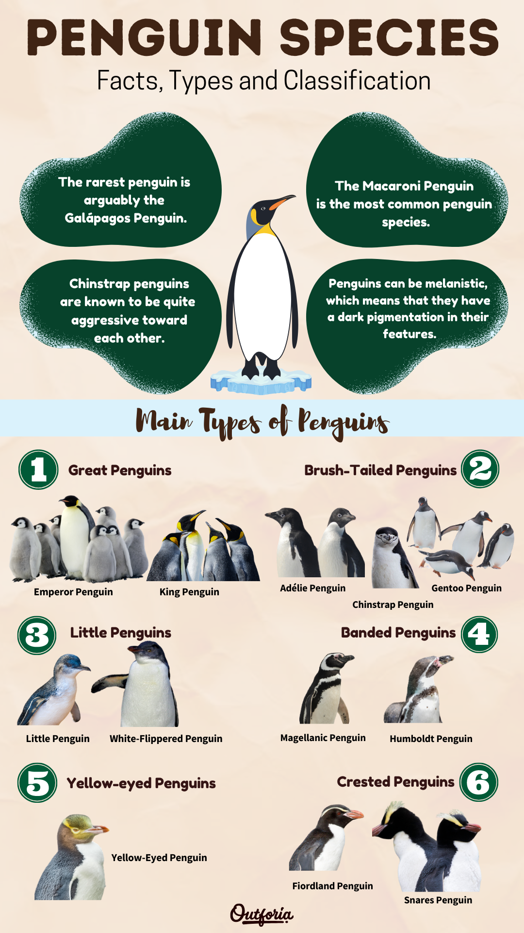 type of penguin 6 letters