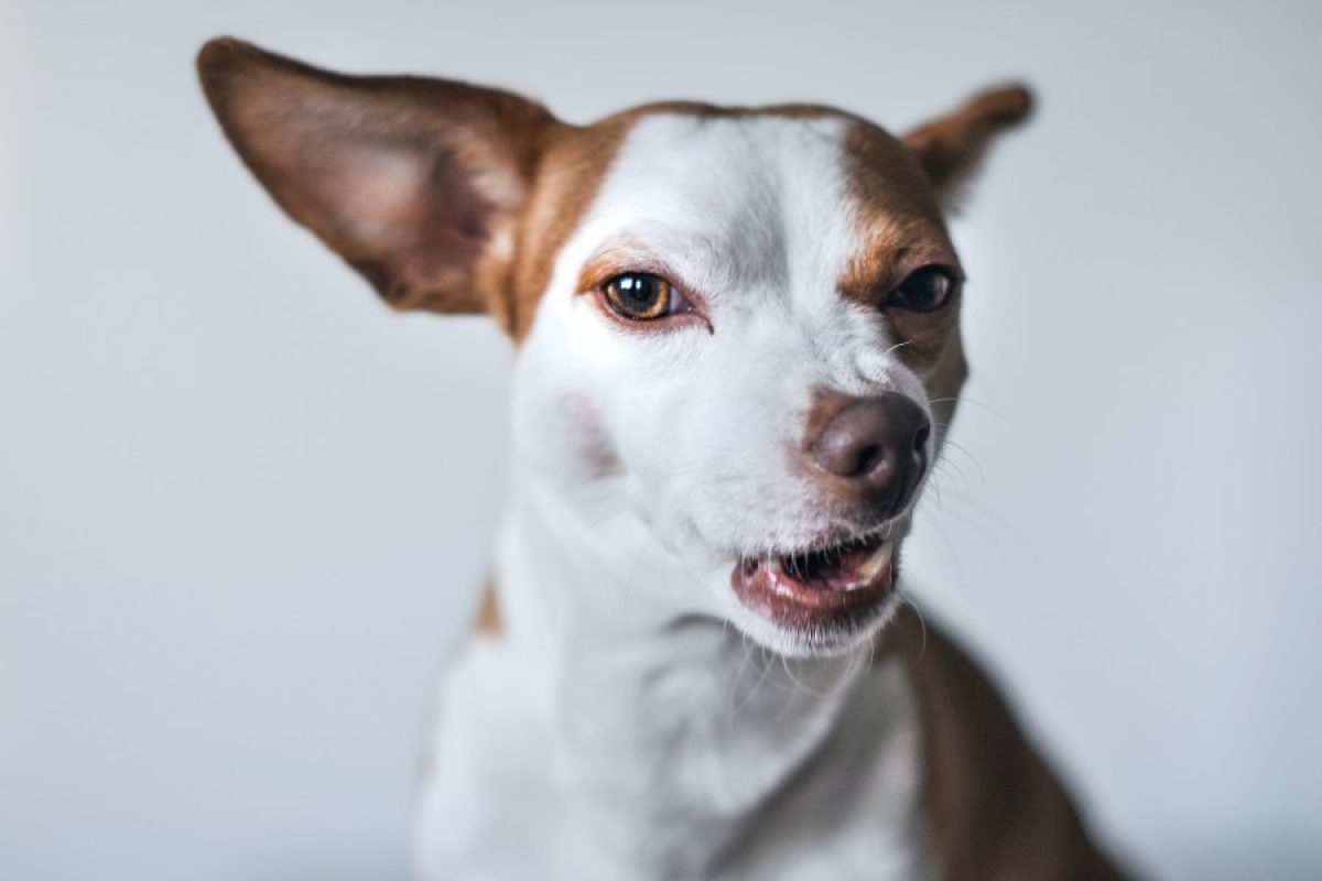 codos perro en carne viva