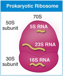 50s ribosomal subunit