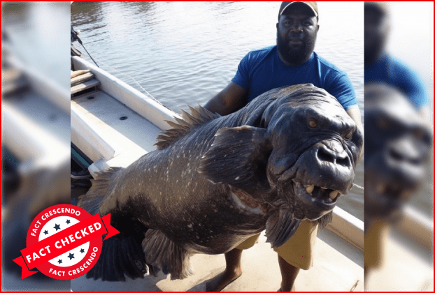 algerian gorilla fish