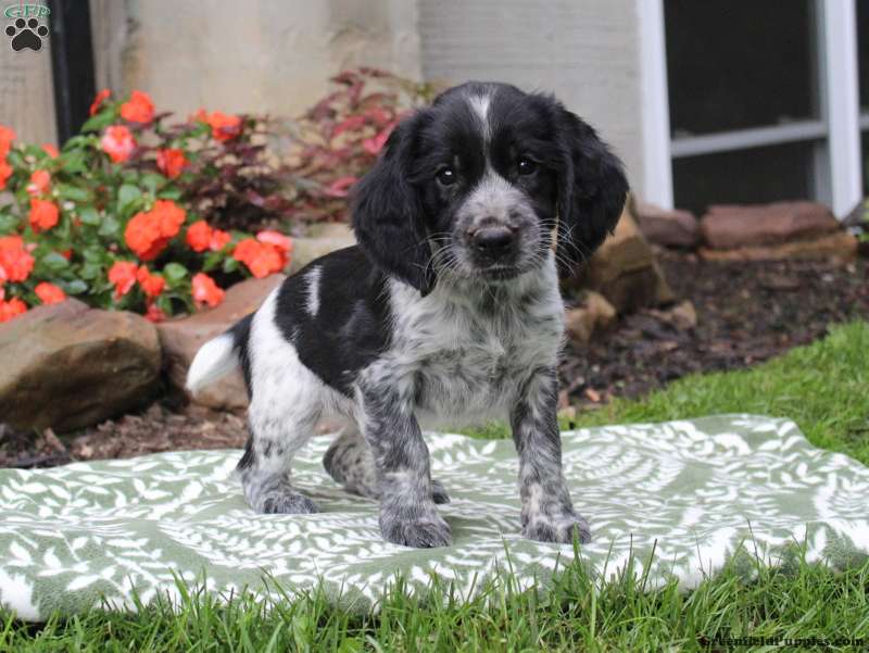 english springer spaniel puppies for sale uk