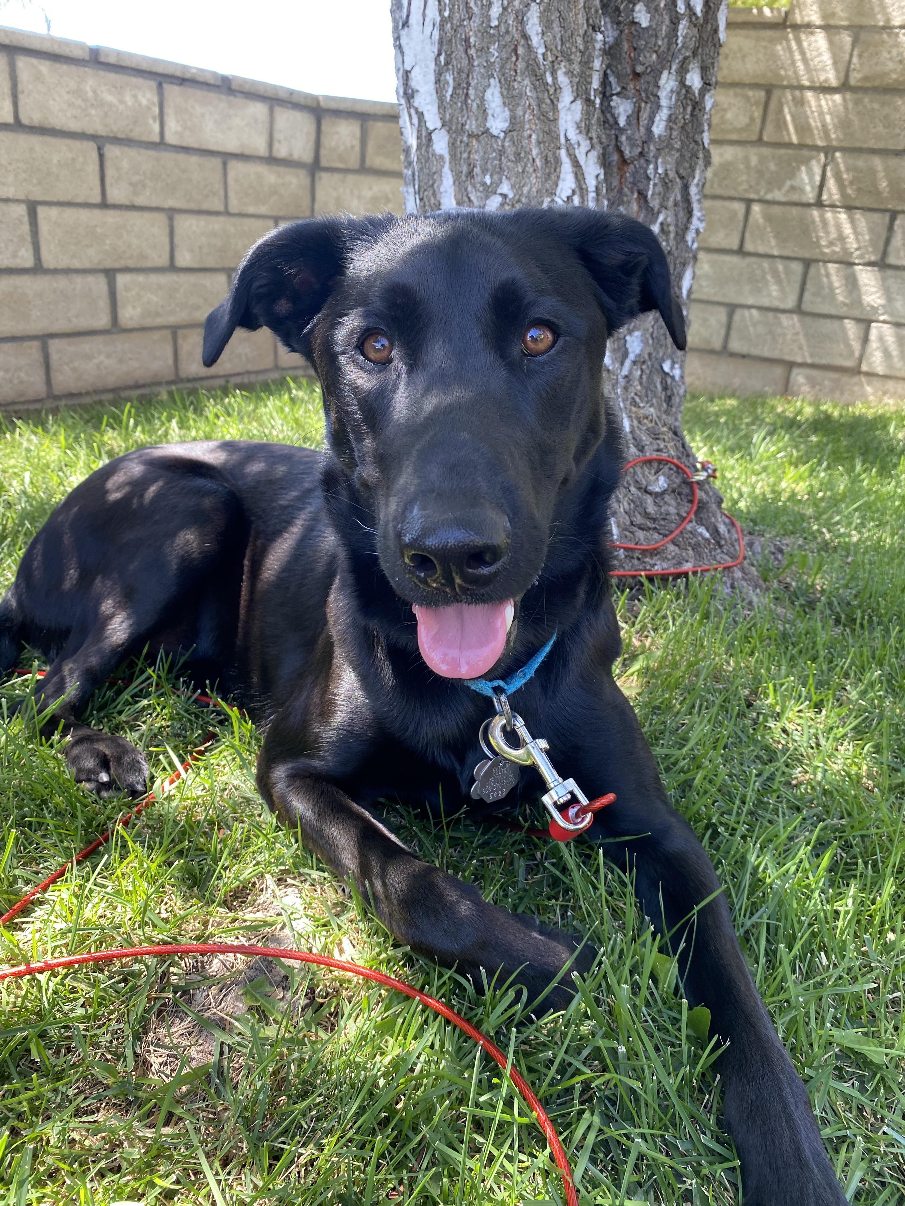 labrador malinois mix