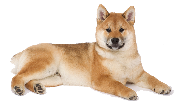 shiba inu worst dog ever