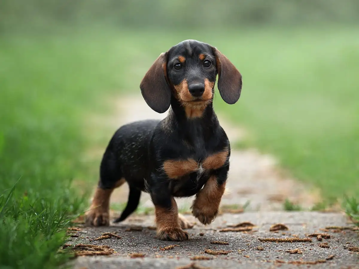 dachshund dog price