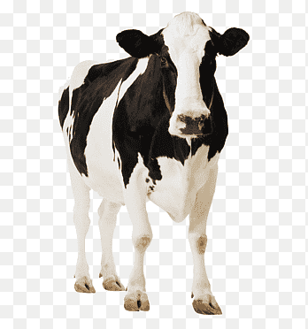 cow png