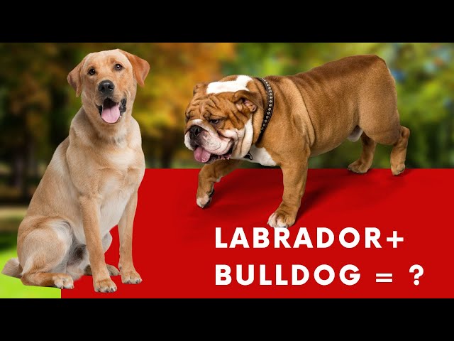 labrador bulldog mix