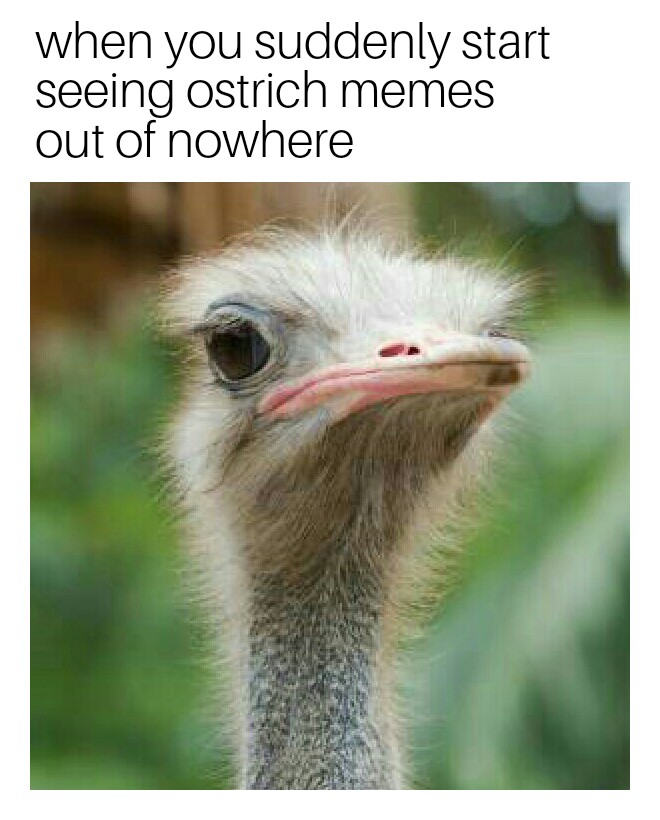 ostrich meme