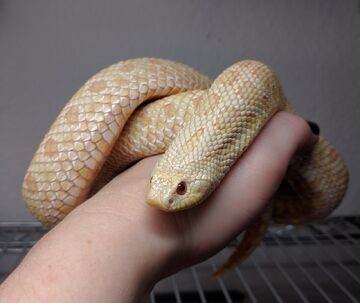 albino hognose snake