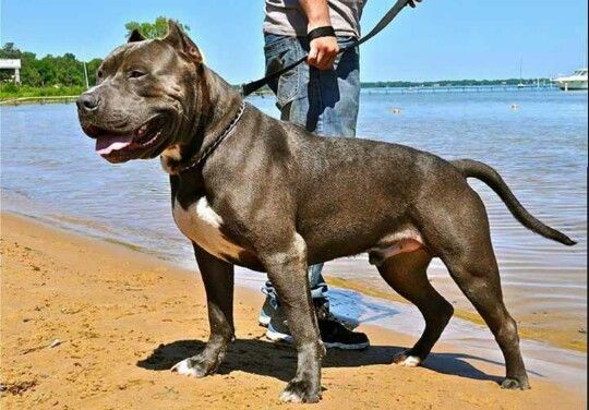 italian mastiff and pitbull mix