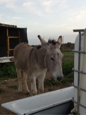 milanuncios caballos andalucia