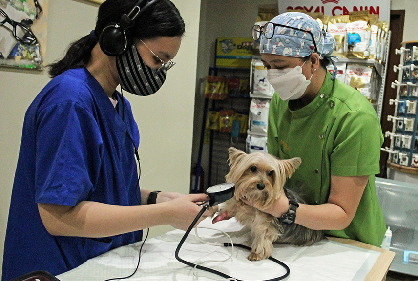 vet clinic quezon city