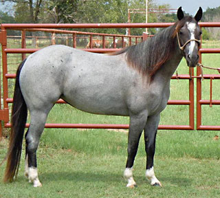 blue roan horses for sale in texas