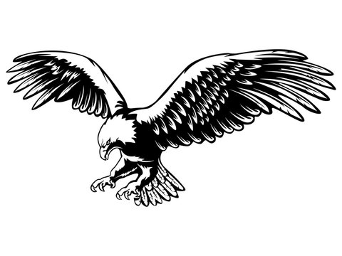 eagle vector illustration