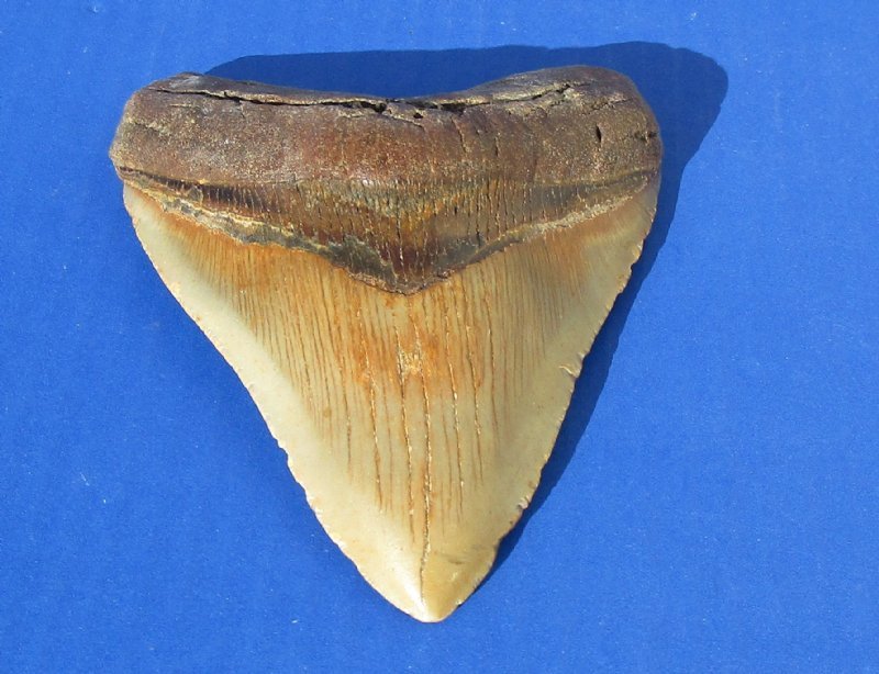 megalodon teeth for sale