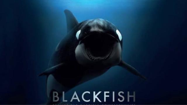 blackfish documentary watch online