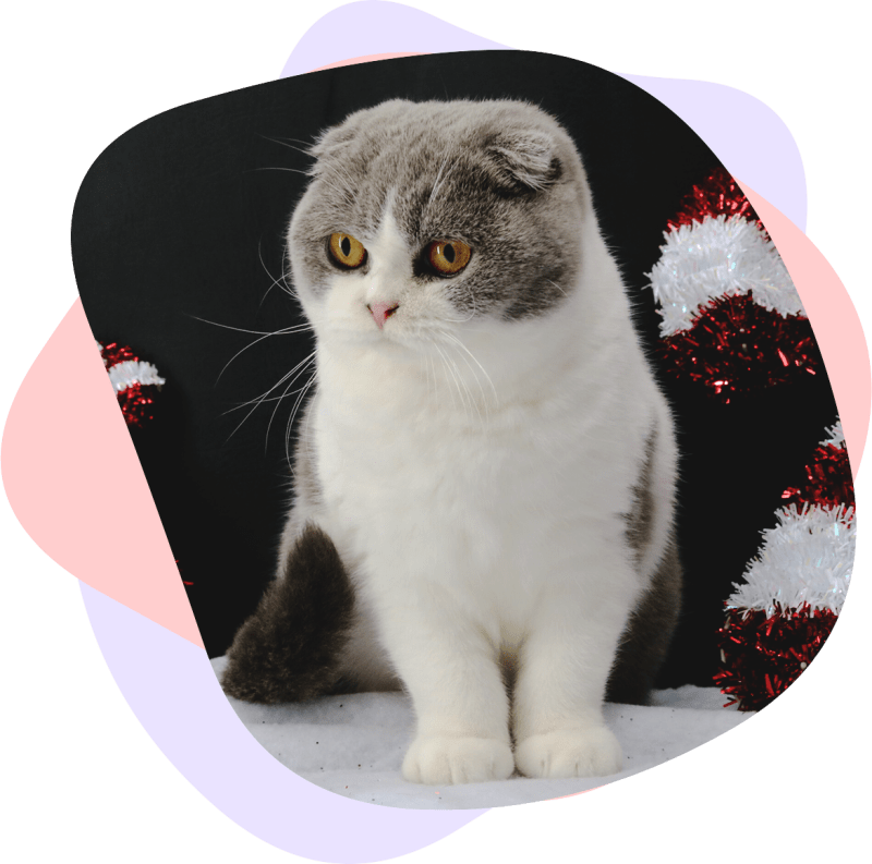 scottish fold cat for sale