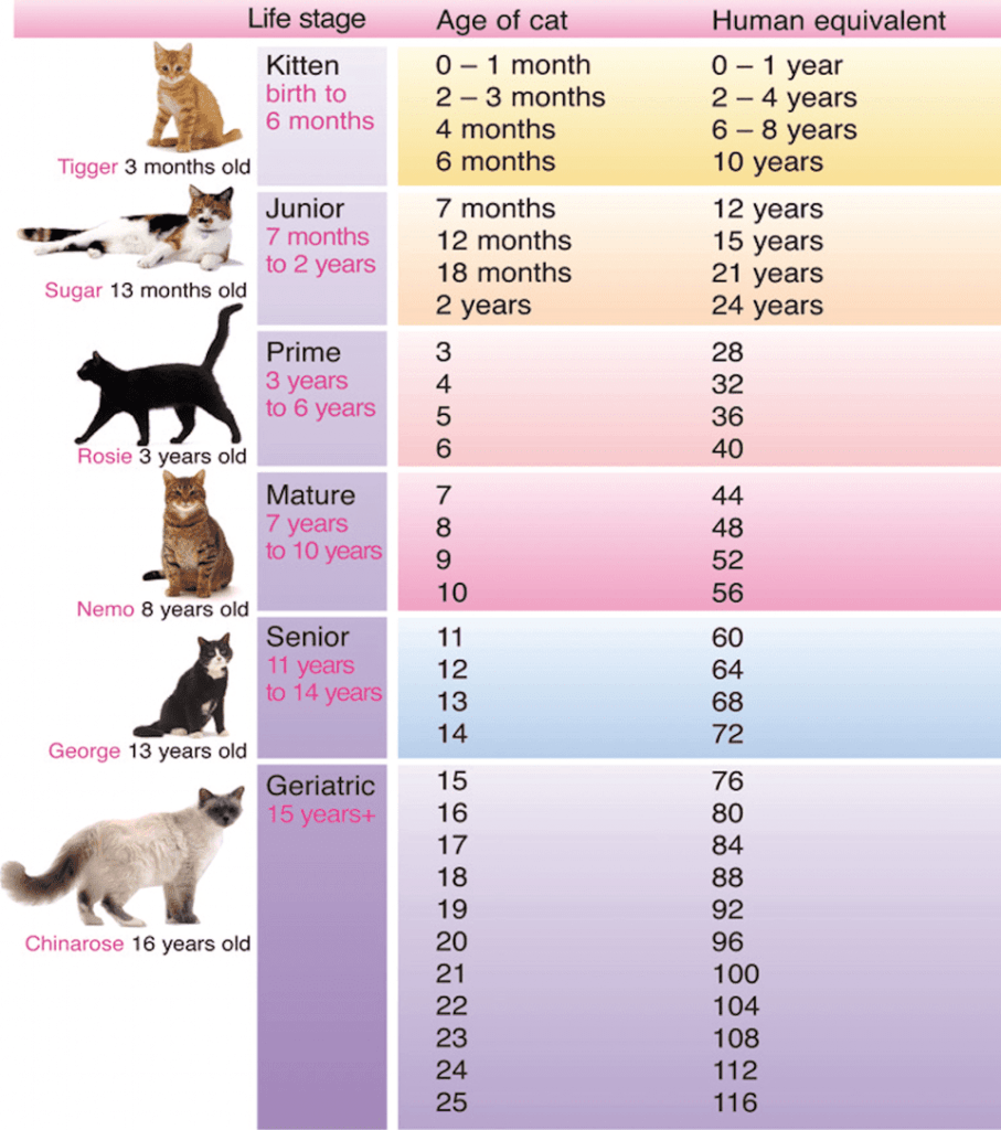 life span of tabby cats