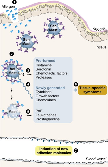 degranulation of mast cells