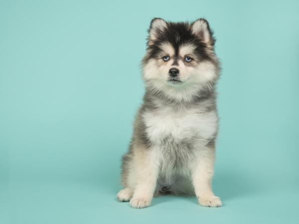 pomsky adopción