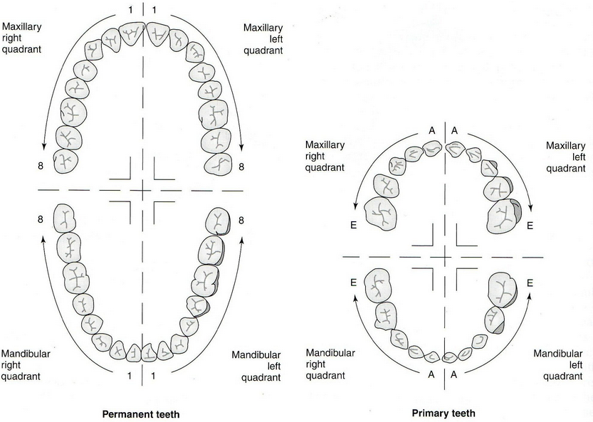 universal national tooth numbering system