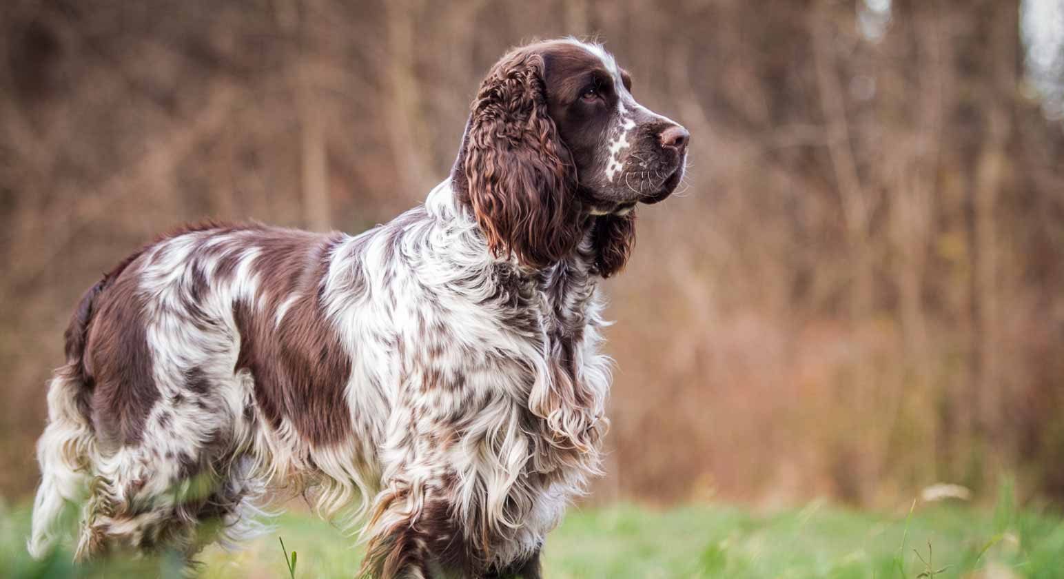 show springer spaniels for sale