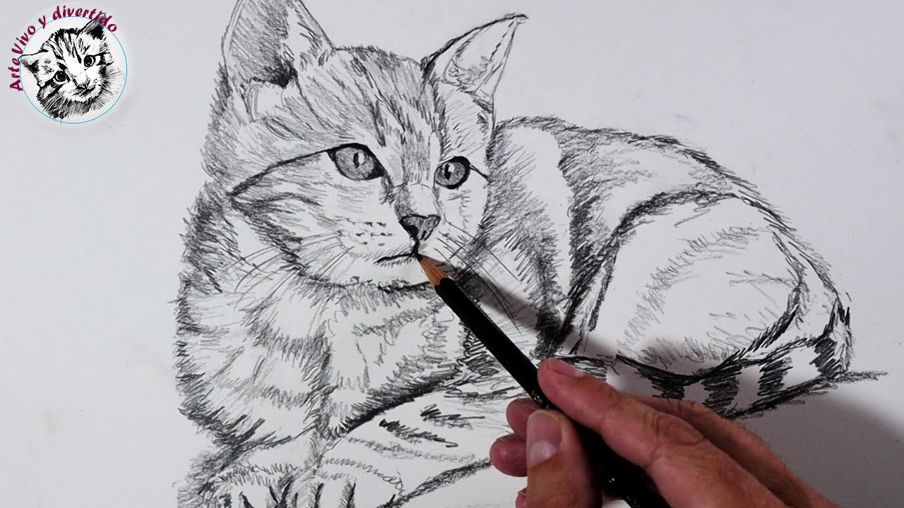 cómo dibujar un gato realista