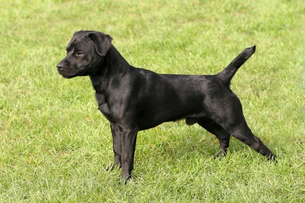 patterdale terrier characteristics