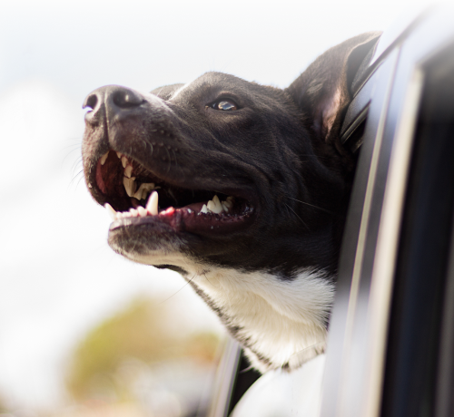 burleson animal emergency hospital