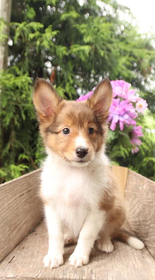 sheltie breeders puppies for sale