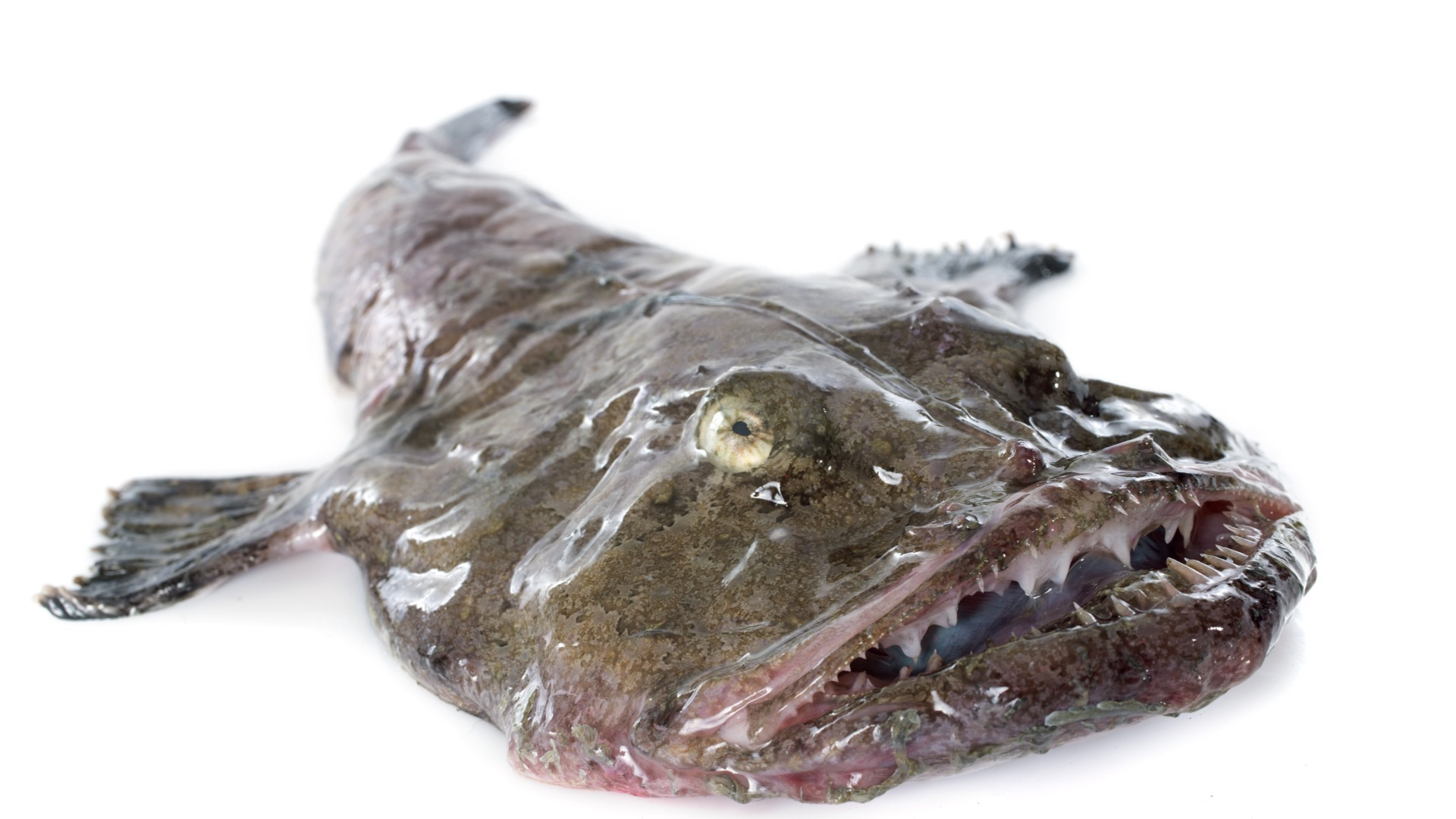 monkfish photos