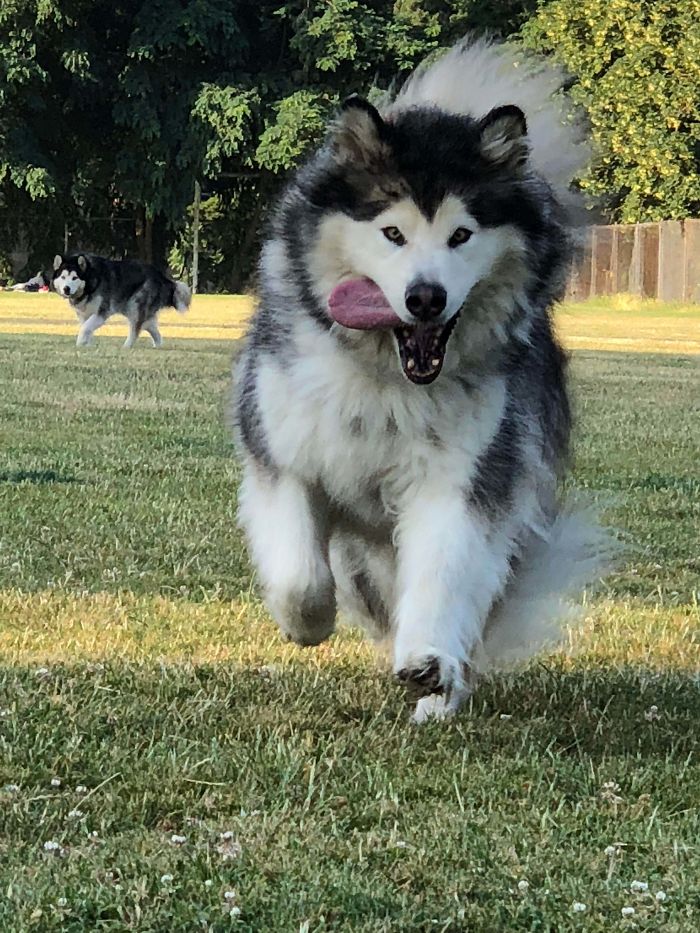 huskies peludos