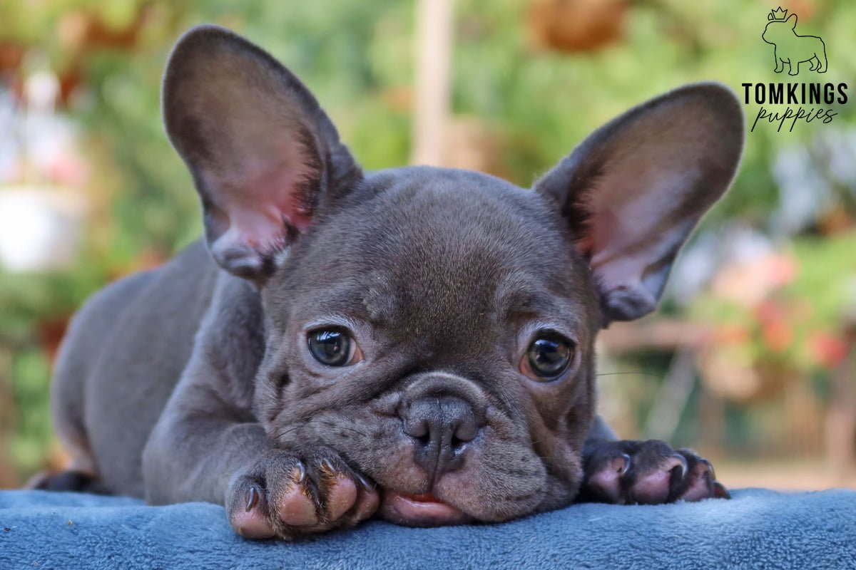 frenchies for sale