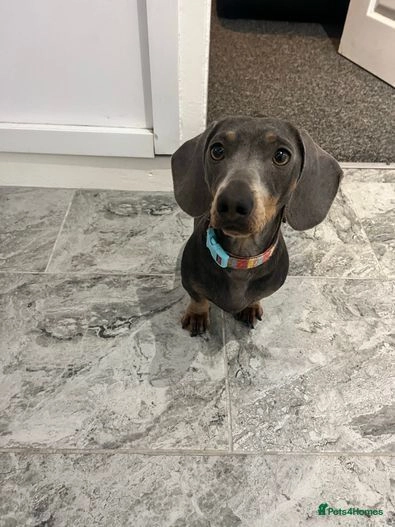 miniature dachshund for sale middlesbrough