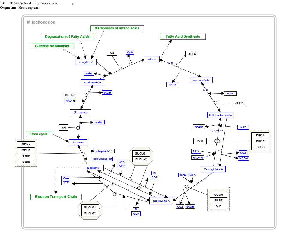 krebs cycle wiki