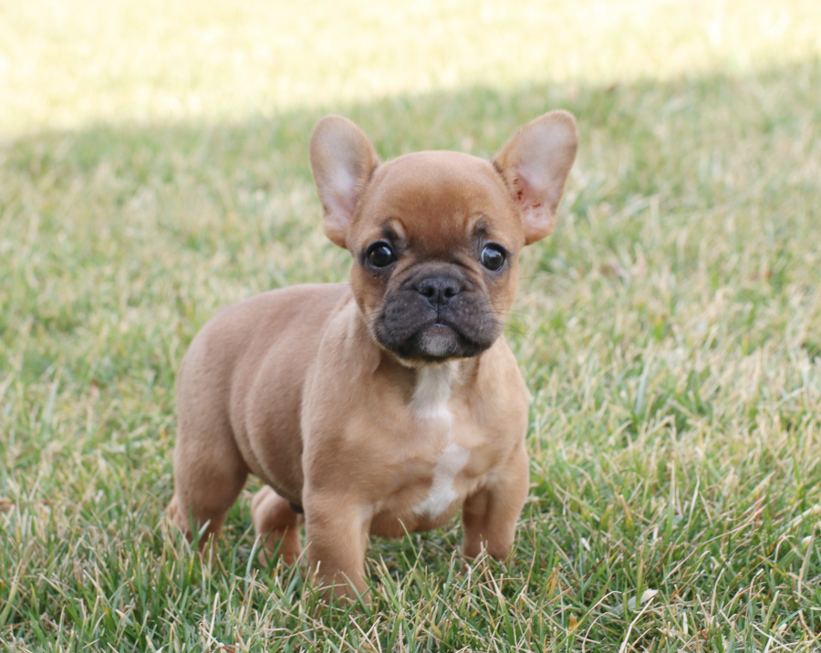 french bulldog puppies