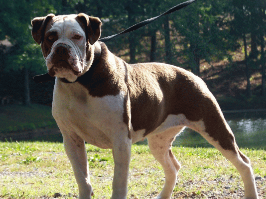 bulldog alapaha blue blood